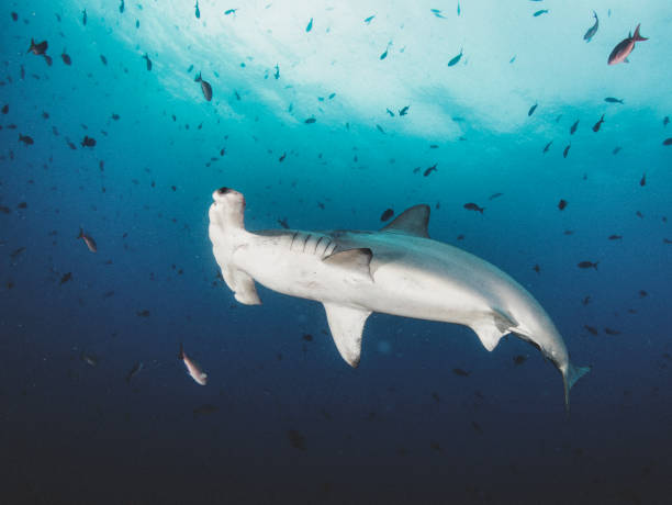 istock Hammerhead shark (Sphyrnidae) swimming in tropical underwaters 1340525078