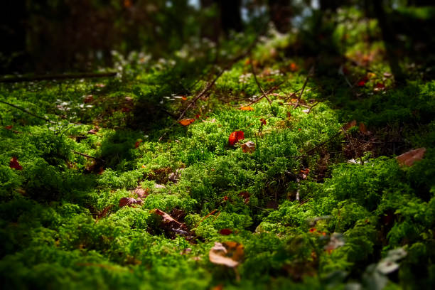 istock Green moss in the forest Sunlight and shade from the trees 1340525079
