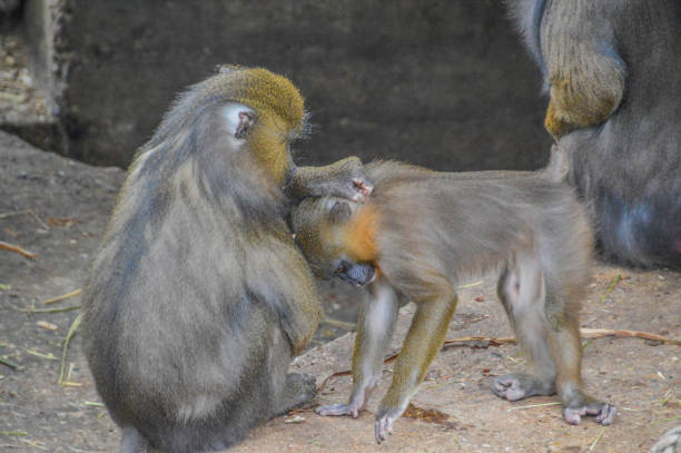 istock Two Mandrill Apes At  Amsterdam The Netherlands 1340525372