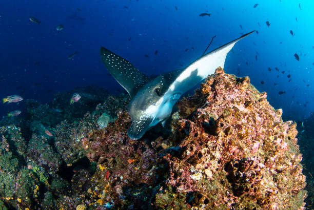 istock Black spotted eagle rays swimming in tropical underwaters 1340525502