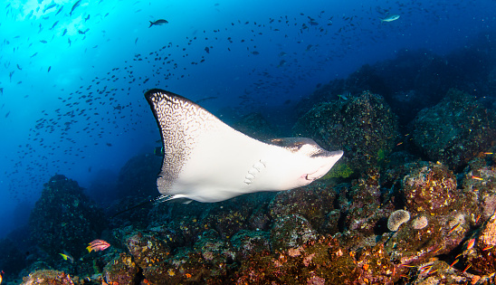 Black spotted eagle rays swimming in tropical underwaters. Mobula ray in underwater world. Observation of animal world. Scuba diving adventure in Ecuador coast of Galapagos