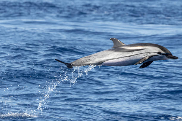 istock striped Dolphin while jumping in the deep blue sea 1340525982