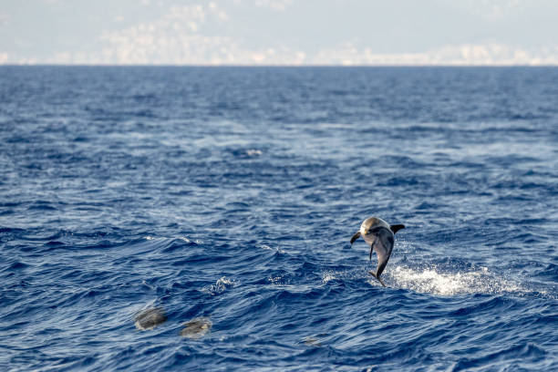 istock striped Dolphin while jumping in the deep blue sea 1340526006