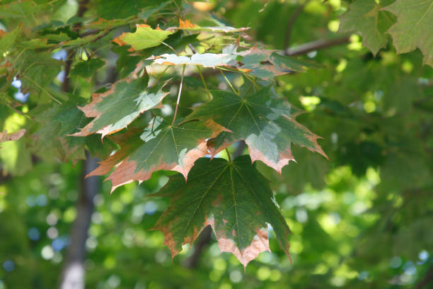 istock Autumn colored leaves in the forest 1340527249