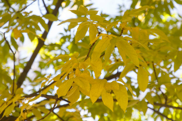 istock Autumn colored leaves in the forest 1340527344