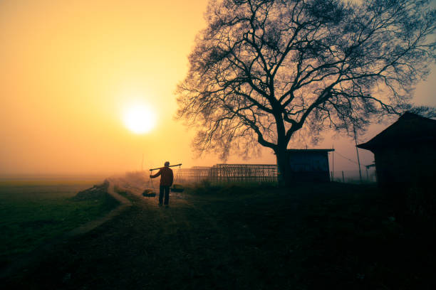 A man walk along the rice field.