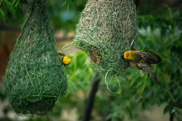 A male Baya weaver birds building a nest as the spring seasons starts.