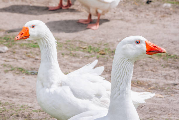 istock White geese walking on the meadow 1340527467