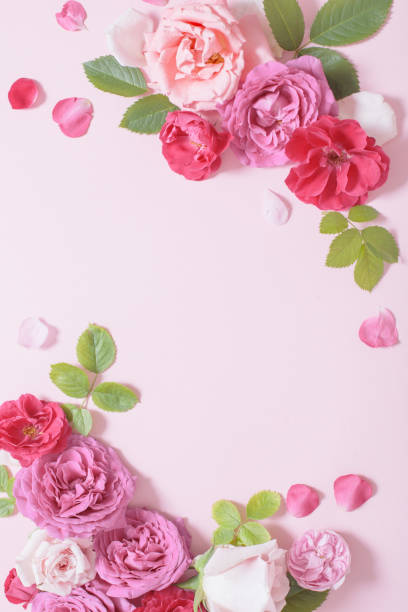 istock beautiful roses on pink paper background 1340528042