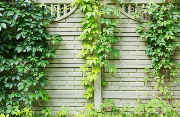 istock background from green fence entwined with wild five-leaf grapes 1340528087