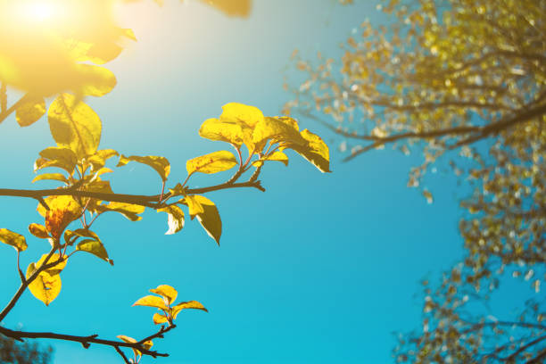 Autumn yellow foliage on the tree, leaves fall season