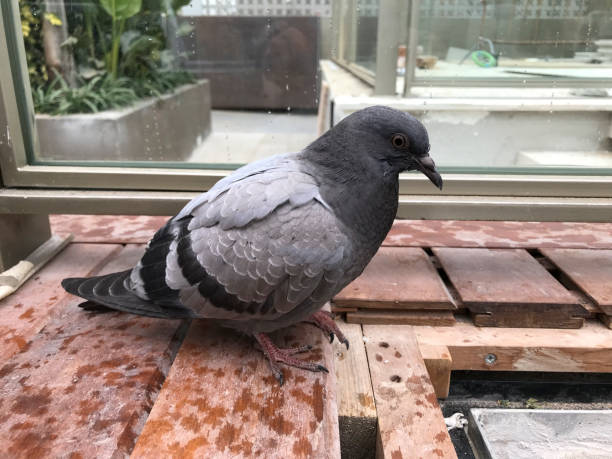 istock pigeon perched on wooden platform 1340531451