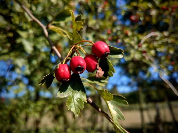 コモンホーソーン(クラテガスモノギナ)フルーツクローズアップ - hawthorn berry fruit common fruit ストックフォトと画像