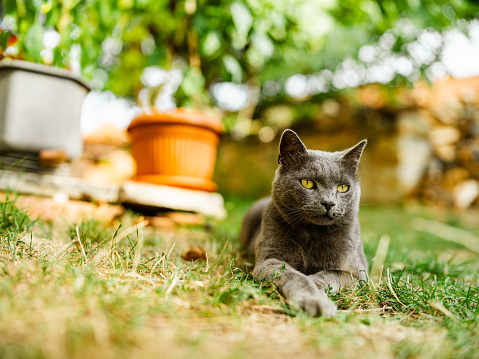 gray tabby cat outdoors standing and looking at the camera