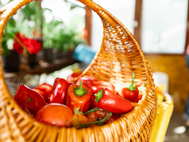 Basket with fresh organic vegetables on the table in the kitchen.