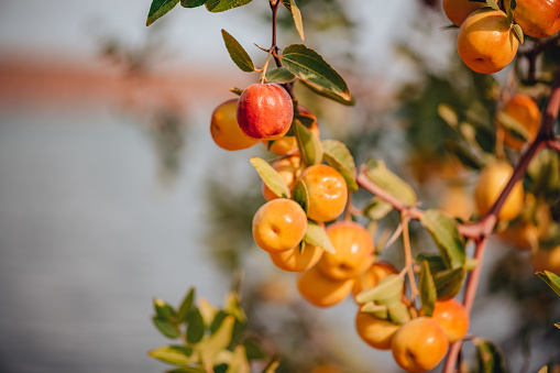 Pistachios grow on the tree, Bronte, Sicily. Pistachios on a branch of the pistachio tree.