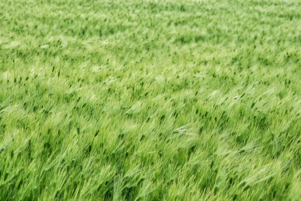 A full-screen background of a green barley field with a selective focus.