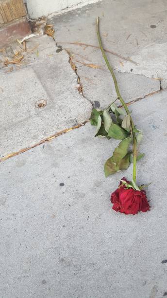 istock Rose on the street 1340535267