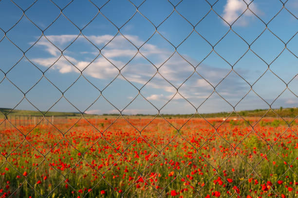 un paisaje borroso con un campo de amapola roja detrás de una cerca de malla de malla. - flower red poppy sky fotografías e imágenes de stock
