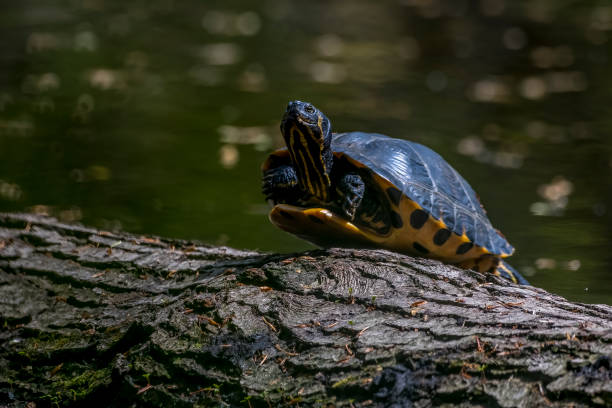 istock Turtles sitting on wood in a pond called jacobiweiher in Hesse, Germany. 1340535720