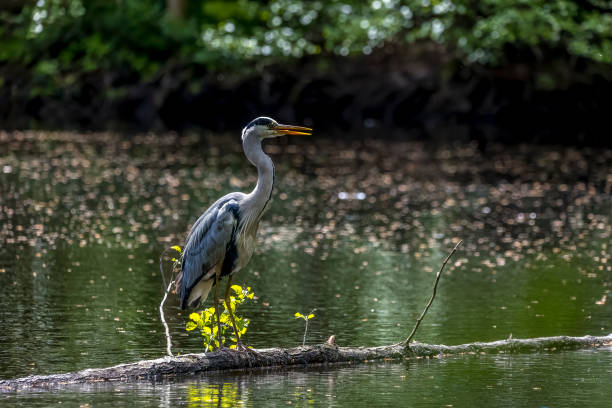 istock A common grey heron at a little pond called Jacobiweiher next to Frankfurt in Hesse, Germany at a clody day in spring. 1340535722
