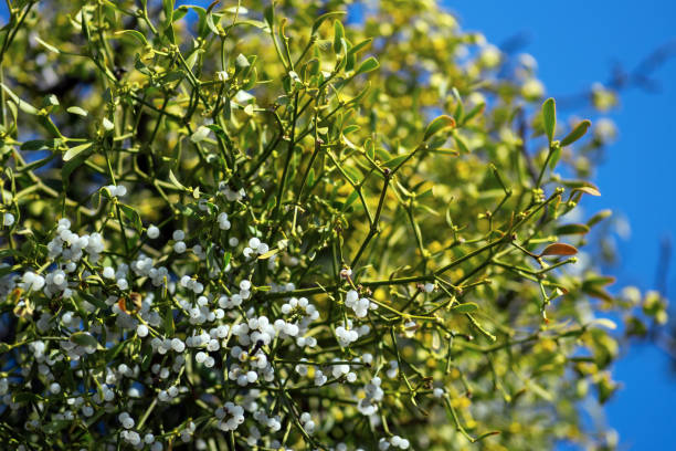 istock Close-up view of a mistletoe plant with a selective focus on white berries. 1340535864