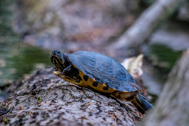 istock Turtles sitting on wood in a pond called jacobiweiher in Hesse, Germany. 1340536577