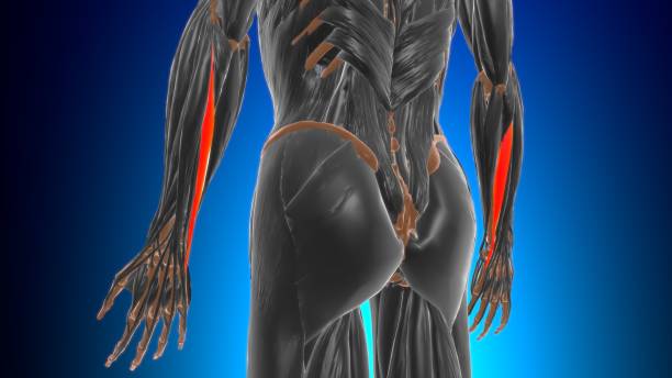 istock Extensor carpi ulnaris Muscle Anatomy For Medical Concept 3D 1340537038