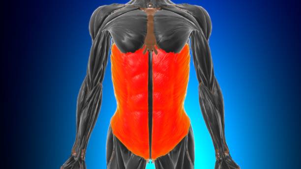 istock external oblique Muscle Anatomy For Medical Concept 3D 1340537191