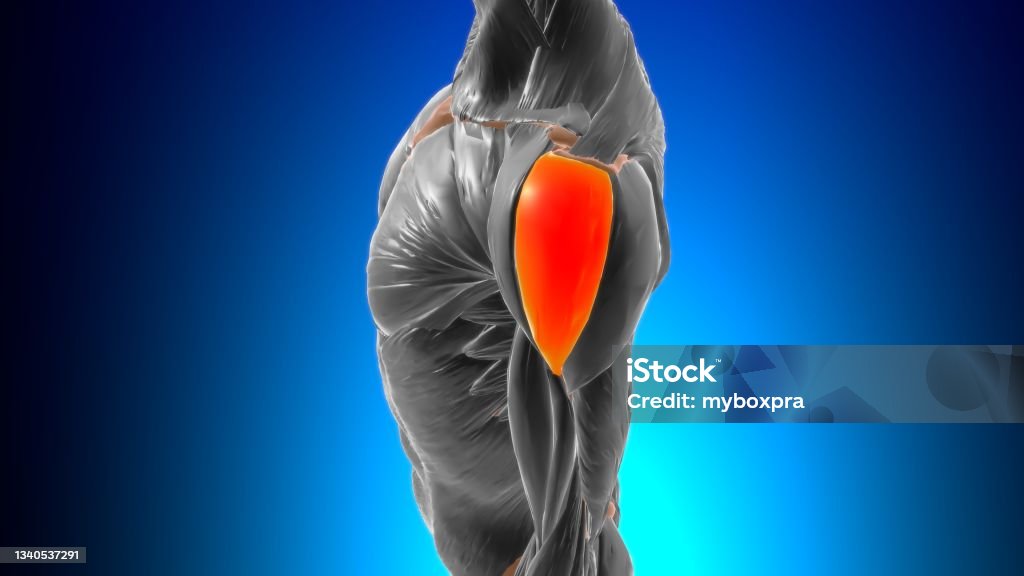 Acromial part of deltoid Muscle Anatomy For Medical Concept 3D Acromial part of deltoid Muscle Anatomy For Medical Concept 3D Illustration Deltoid Stock Photo