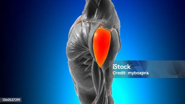 Acromial Part Of Deltoid Muscle Anatomy For Medical Concept 3d Stock Photo - Download Image Now