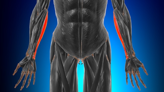 Humeral head of flexor carpi ulnaris Muscle Anatomy For Medical Concept 3D Illustration