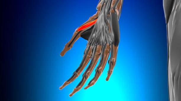 Flexor pollicis brevis Muscle Anatomy For Medical Concept 3D Illustration