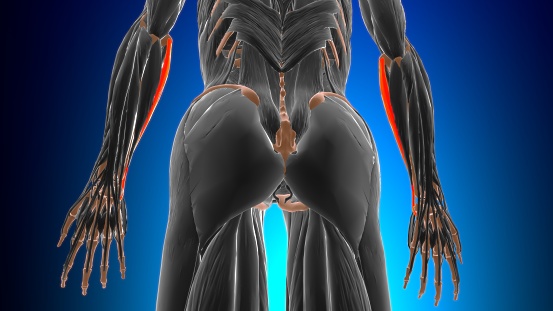 Humeral head of flexor carpi ulnaris Muscle Anatomy For Medical Concept 3D Illustration