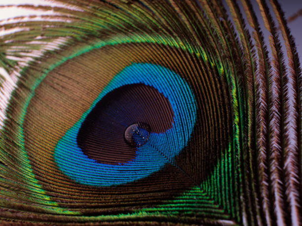 istock White background beauty focused peacock feather 1340540165