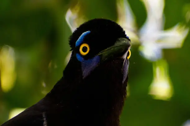 Photo of Magpies in Iguazú