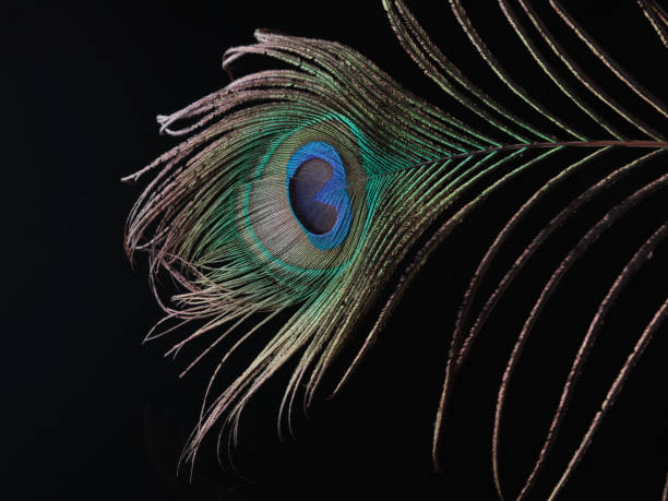 istock Dark background beauty focused peacock feather 1340540347