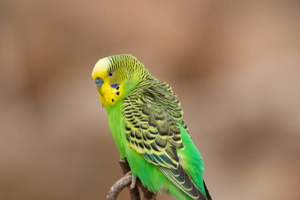istock green and yellow Budgerigar 1340540655