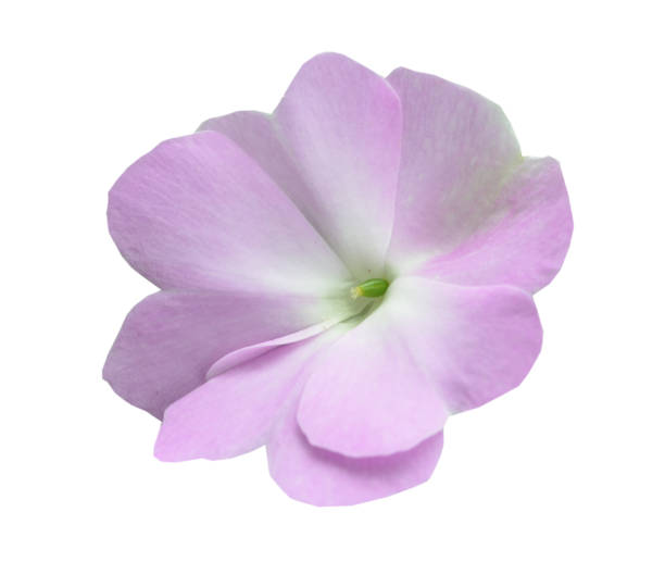 istock Busy Lizzy Flower isolated on white 1340540952