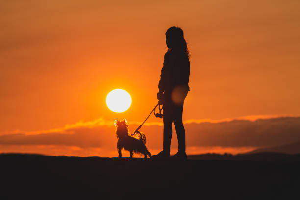 Silhouette of a little girl walking her York Shire terrier dog at orange sunset. Silhouette of a little girl walking her puppy dog at orange sunset. teenage girls dusk city urban scene stock pictures, royalty-free photos & images