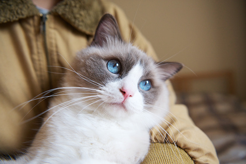 A Fluffy Ragdoll Kitten with Blue Eyes Looking at the Camera with Hope.