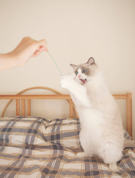 istock Fluffy Ragdoll Kitten with Blue Eyes Playing / Catching / Biting a Cat Wand on Bed. 1340541057