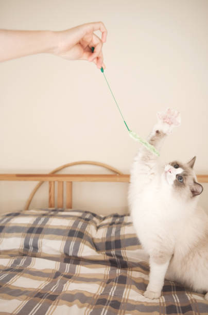 istock Fluffy Ragdoll Kitten with Blue Eyes Playing / Catching / Biting a Cat Wand on Bed. 1340541058