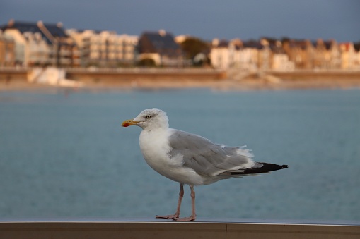 A gull on a railing observes the landscape and the sea in Quiberon in Brittany in Morbihan