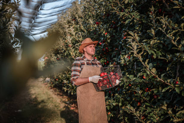 istock Farmer harvesting apples in orchard 1340541996