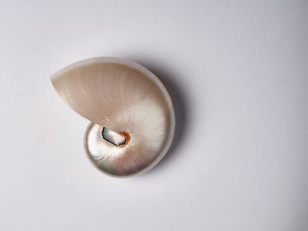 High-angle view of picking up beautiful colourful seashells on the island in Scandinavia