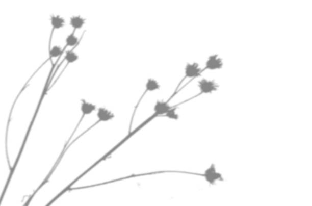istock Summer background from the shadow of a sprig of field grass on a white wall. White and black for photo or mockup 1340542321