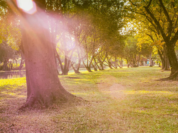 istock Beautiful Summer Sunny Forest Trees And Green Grass 1340543551