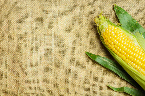 istock Organic fresh farm corn on the cob on the canvas with free copy space for text, frame of yellow corn maize mockup 1340546761