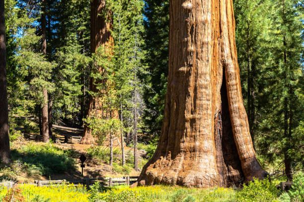 istock Sequoia National Park in California 1340547095